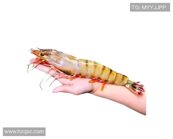 世界虾类大赛盛大开启泰国曼谷迎来海鲜美食的盛宴与竞技之旅